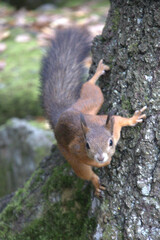 Active red squirrel climbing down a tree trunk in the forest © Vasyl