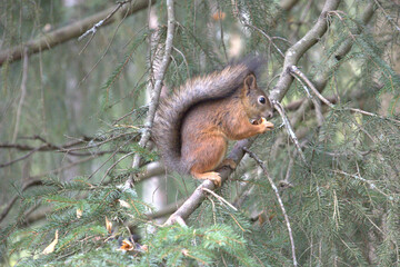 Wild red squirrel perched on a spruce branch in the forest eating a nut © Vasyl