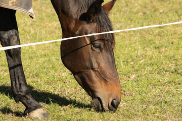 Horse grazing beside white electric tape fencing. Horse field management. Horse eating grass, secured by a fence. Equestrian management.  © Piaffe Photography