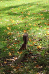 Red squirrel with a fluffy tail searching for food on a green lawn with fallen autumn leaves © Vasyl