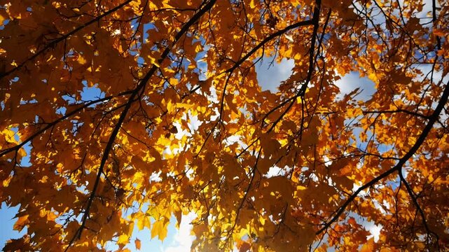 Bright orange maple leaves on tree branches gently swaying in wind with sunlight at background. Lush autumn yellow foliage swinging on the breeze at forest. Beautiful colorful fall season. Slow motion