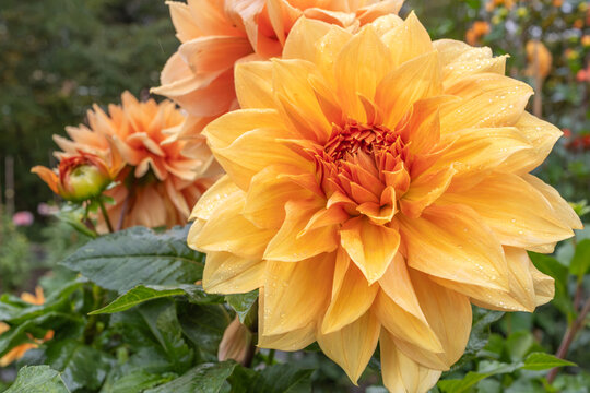 Dahlia Monarch of the East