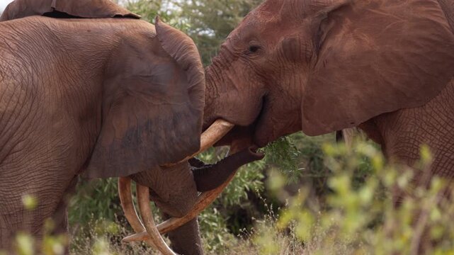 Two African elephants engage in a physical confrontation in Tsavo East National Park, Kenya, pushing against each other with their trunks and tusks in a display of strength.