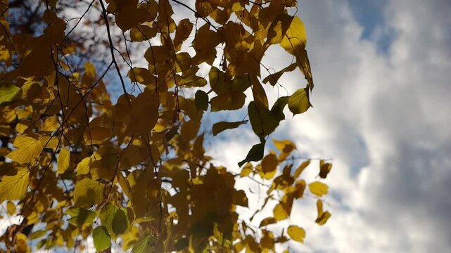 Golden branches of birch gently swaying in wind with bright sunlight at background. Autumn yellow foliage swinging on breeze at parkland. Beautiful colorful fall season. Slow motion