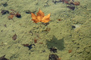 Ahornblätter treiben auf der Wasseroberfläche © Kostas Koufogiorgos