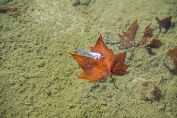 Ahornblätter treiben auf der Wasseroberfläche © Kostas Koufogiorgos