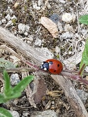 ladybird on a blade of grass © cristian