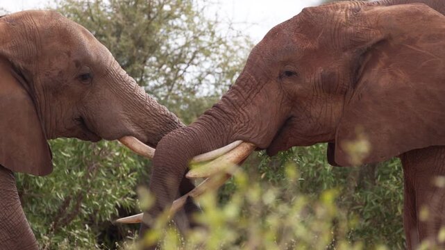 Two African elephants engage in a physical confrontation in Tsavo East National Park, Kenya, pushing against each other with their trunks and tusks in a display of strength.