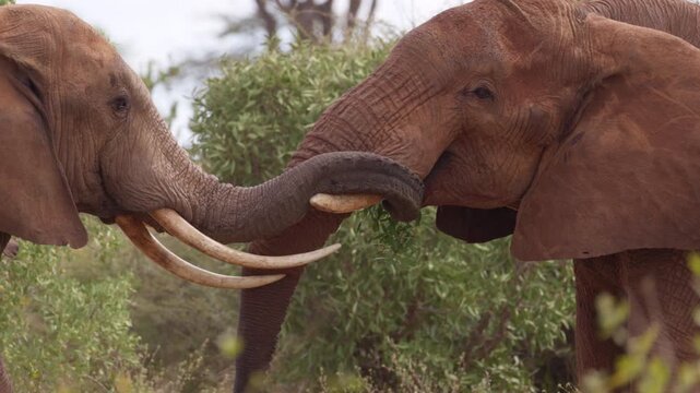 Two African elephants engage in a physical confrontation in Tsavo East National Park, Kenya, pushing against each other with their trunks and tusks in a display of strength.