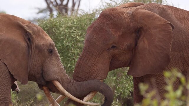 Two African elephants engage in a physical confrontation in Tsavo East National Park, Kenya, pushing against each other with their trunks and tusks in a display of strength.