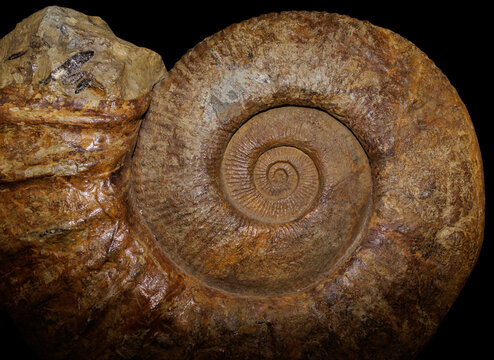 Fossilised ammonite, prehistoric cephalopod (subclass: Ammonoidea).