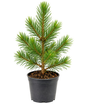 Small pine tree in black pot isolated on white background