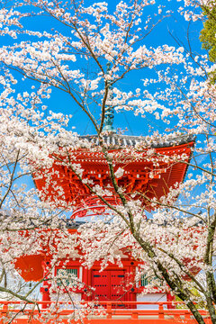 Kyoto, Japan Temple in Spring 803