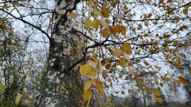 Yellowed birch leaves, autumn №1