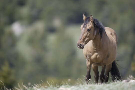 Wild horse in Wyoming