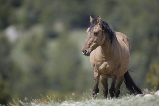 Wild horse in Wyoming