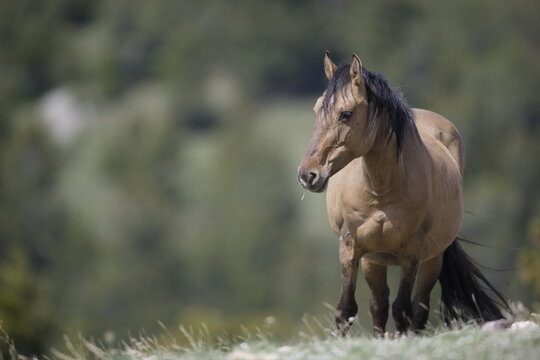 Wild horse in Wyoming