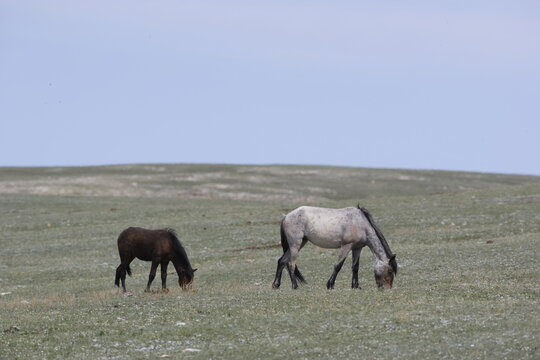 Two wild horses feeding in Wyoming