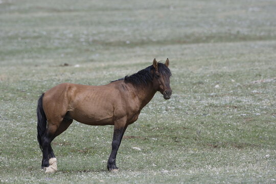 Wild horse in Wyoming