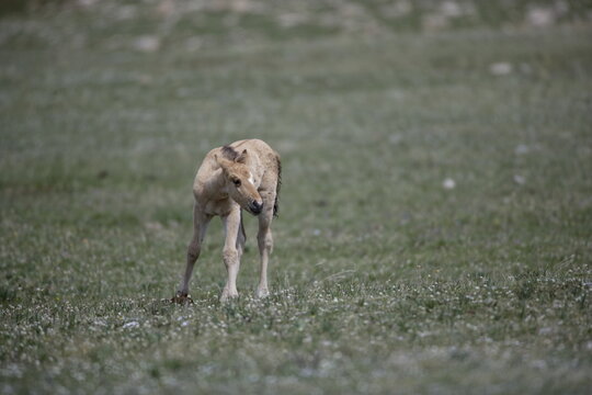 Wild horse colt in Wyoming