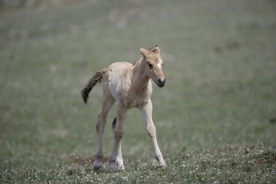 Wild horse colt in Wyoming