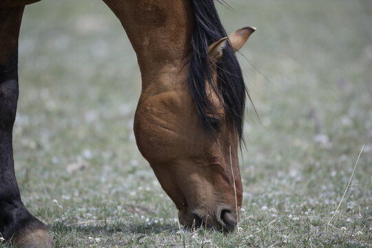 Wild horse feeding in Wyoming
