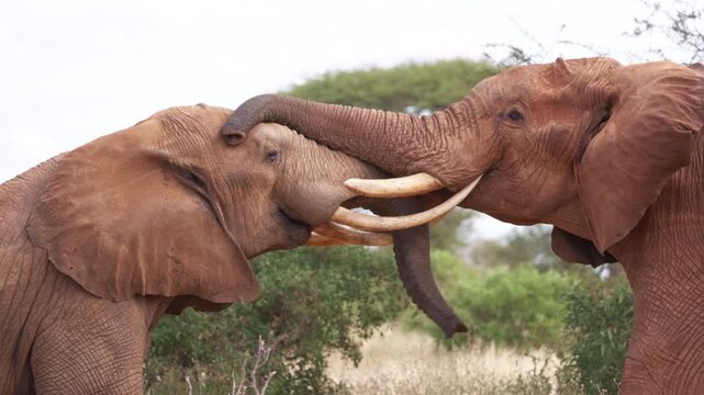 Two African elephants engage in a physical confrontation in Tsavo East National Park, Kenya, pushing against each other with their trunks and tusks in a display of strength.