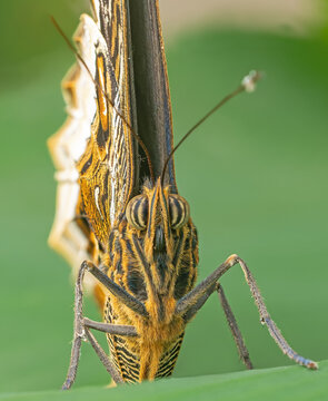 Frontal Close-up view of an Owl butterfly