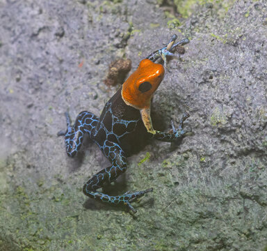 Close-up view of a Red-headed Poison frog (Ranitomeya fantastica)