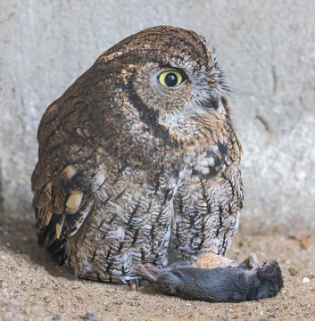 Close-up view of a Western screech owl (Megascops kennicottii) with prey