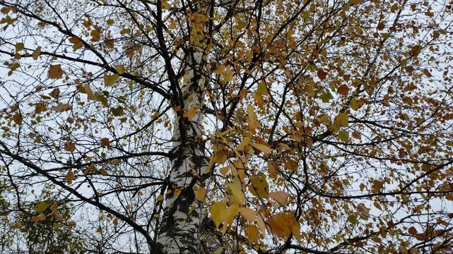 Yellowed birch leaves, autumn №2