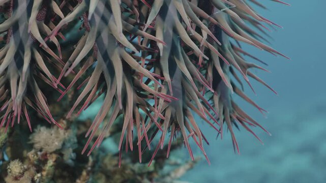 Extreme macro shot of Crown-of-thorns starfish spines and pedicellariae (Acanthaster planci)