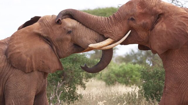 Two African elephants engage in a physical confrontation in Tsavo East National Park, Kenya, pushing against each other with their trunks and tusks in a display of strength.