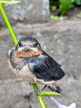 Juvenile Barn Swallow Perched on Plant Stem, Fledgling Bird Close-up, Vertical View