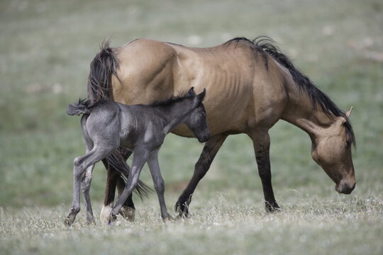 Wild horse foal and mare in Wyoming