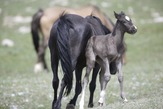 Wild horse foal in Wyoming