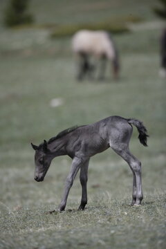 Wild horse foal in Wyoming