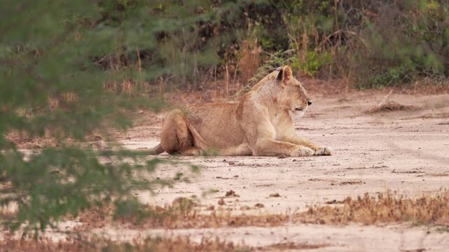 A lioness rests on the ground in Tsavo East National Park, Kenya, surrounded by dry vegetation. The African predator relaxes in the shade of the natural bushland.
