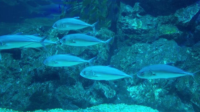 A school of silver trevally fish swims in synchronized formation through a deep blue aquarium exhibit, representing a vibrant marine ecosystem and aquatic life.