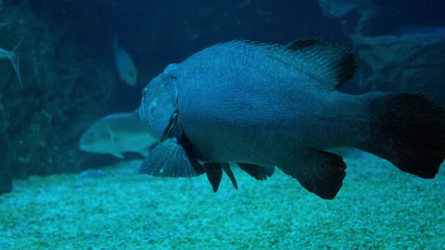A massive goliath grouper swims slowly through the deep blue water of a marine aquarium, symbolizing the power and diversity of underwater aquatic wildlife.