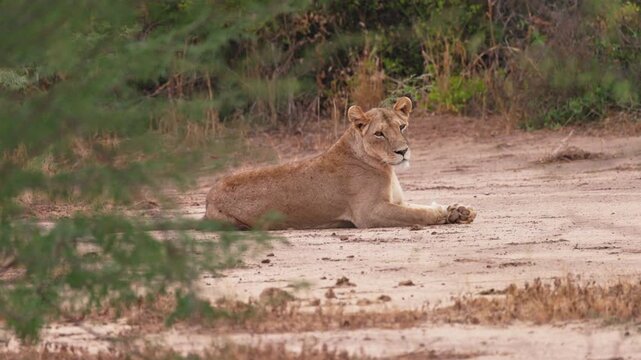 A lioness rests on the ground in Tsavo East National Park, Kenya, surrounded by dry vegetation. The African predator relaxes in the shade of the natural bushland.