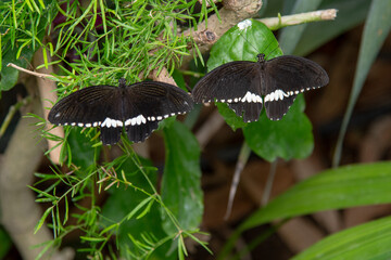 Two Dark Butterflies with White Wing Bands on Green Foliage © crazy82