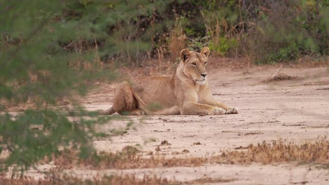 A lioness rests on the ground in Tsavo East National Park, Kenya, surrounded by dry vegetation. The African predator relaxes in the shade of the natural bushland.