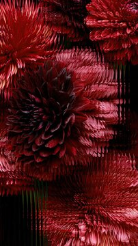 Burgundy Dahlias Distorted by Fluted Glass &mdash; Close Framing