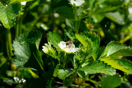 A bee visits a white strawberry blossom among serrated green leaves, with water droplets glistening on the foliage in bright natural light.