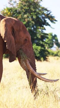 An African elephant uses its trunk to shake dust from dry grass before eating in Tsavo East National Park, Kenya. Natural feeding behavior in the African savanna.