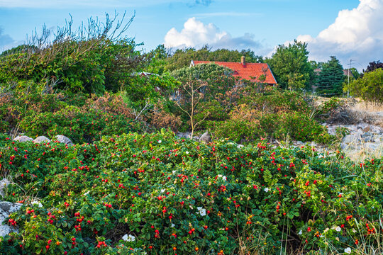 Strandvegetation, Vejbystrand, Schonen, Schweden