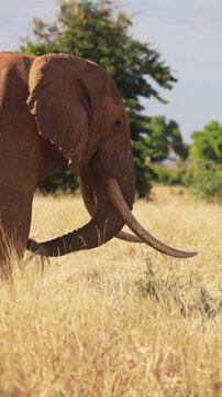 An African elephant uses its trunk to shake dust from dry grass before eating in Tsavo East National Park, Kenya. Natural feeding behavior in the African savanna.