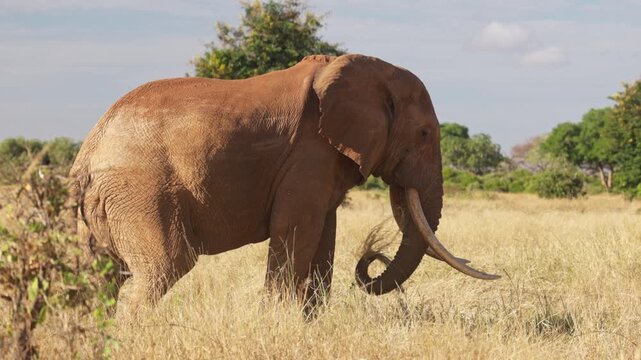 An African elephant uses its trunk to shake dust from dry grass before eating in Tsavo East National Park, Kenya. Natural feeding behavior in the African savanna.