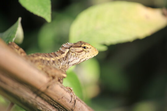 Garden Lizard Perched Wooden Fence